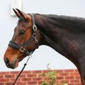Equilibrium Stellar Style Headcollar Black additional 2