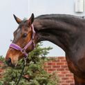Equilibrium Stellar Style Headcollar Purple additional 4