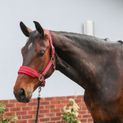 Equilibrium Stellar Style Headcollar Red additional 1