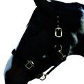 Hy Equestrian Deluxe Padded Head Collar - Black additional 5
