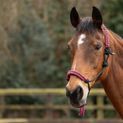 Hy Equestrian Double Braid Rope Halter - Cob/Full additional 2