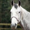 Hy Equestrian Economy Plus Two-Tone Head Collar - Grey/Baby Pink additional 3