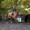 Hy Equestrian Elevate Allure Mizs Riding Tights - Navy/Rose Gold additional 7