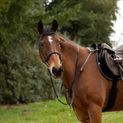 Hy Equestrian Hunting Breastplate - Brown additional 1