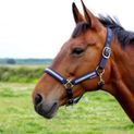Hy Equestrian Mystic Head Collar - Navy/Rainbow Dust additional 2