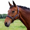 Hy Equestrian Mystic Head Collar - Purple/Midnight Dust additional 2
