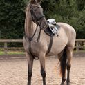 Hy Equestrian Rosciano Rose Gold Browband - Pony additional 2