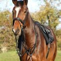 Hy Equestrian Rosciano Rose Gold Browband - Pony additional 3