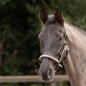 Hy Equestrian Rosciano Rose Gold Head Collar - Brown/Rose Gold additional 2