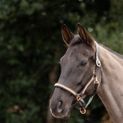 Hy Equestrian Rosciano Rose Gold Head Collar - Brown/Rose Gold additional 1