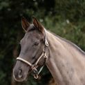 Hy Equestrian Rosciano Rose Gold Head Collar - Brown/Rose Gold additional 2