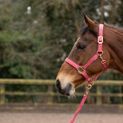 Hy Equestrian Rose Gold Head Collar &amp; Lead Rope - Blush Pink/Rose Gold additional 3