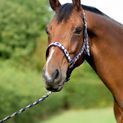 Hy Equestrian Woven Polo Head Collar and Lead Rope - Navy/Rose additional 9