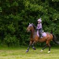 Hy Sport Active Brushing Boots - Blooming Lilac additional 4