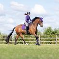 Hy Sport Active Over Reach Boots - Royal Violet additional 3