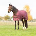 StormX Empra Luxury Show Rug - Burgundy/Cream additional 5