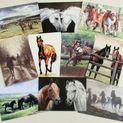 Caroline Cook Equestrian Cards additional 10
