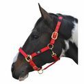 Hy Equestrian Deluxe Padded Head Collar - Bright Blue additional 7