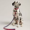 Joules Leather Dog Lead - Pink additional 1