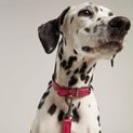 Joules Leather Dog Lead - Pink additional 3