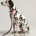 Joules Leather Dog Lead - Pink additional 4