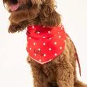 Joules Neckerchief additional 5
