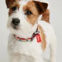 Joules Rainbow Stripe Dog Collar additional 8