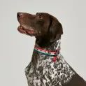 Joules Rainbow Stripe Dog Collar additional 7