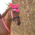 Reflector Base Layer by Hy Equestrian - Pink additional 3