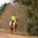 Reflector Retro Horse Leg Wraps by Hy Equestrian - Yellow/Navy additional 4
