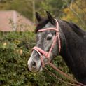 Serena Bridle by Little Rider - Pink additional 6