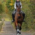 Silva Flash Reflective Leg Band by Hy Equestrian - Reflective Silver additional 17