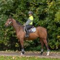 Silva Flash Reflective Leg Band by Hy Equestrian - Reflective Silver additional 13