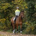 Silva Flash Reflective Leg Band by Hy Equestrian - Reflective Silver additional 16