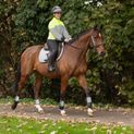 Silva Flash Reflective Leg Band by Hy Equestrian - Reflective Silver additional 15