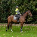 Silva Flash Reflective Leg Band by Hy Equestrian - Reflective Silver additional 14