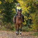 Silva Flash Reflective Leg Band by Hy Equestrian - Reflective Silver additional 9