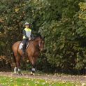 Silva Flash Reflective Leg Band by Hy Equestrian - Reflective Silver additional 7