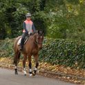 Silva Flash Reflective Leg Band by Hy Equestrian - Reflective Silver additional 5