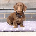 Supreme Products Dotty Fleece Dog Bed - Lavish Lilac additional 3