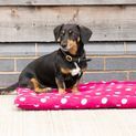 Supreme Products Dotty Fleece Dog Bed - Paradise Pink additional 3