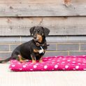 Supreme Products Dotty Fleece Dog Bed - Paradise Pink additional 4