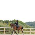 Supreme Products Royal Occasion Suede Saddle Pad - Black/Gold additional 4