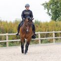 Supreme Products Royal Occasion Suede Saddle Pad - Black/Gold additional 5