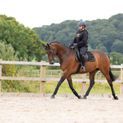 Supreme Products Royal Occasion Suede Saddle Pad - Black/Gold additional 6