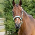 Hy Equestrian Mermaid Shimmer Head Collar and Lead Rope Set - Mint Green additional 1