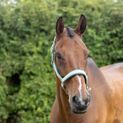 Hy Equestrian Mermaid Shimmer Head Collar and Lead Rope Set - Mint Green additional 2