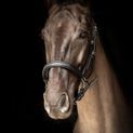 Propresicce Softy Leather Head Collar By Hy Equestrian Black/Silver Hardware additional 2
