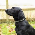 Benji &amp; Flo Dazzling Diamante Dog Collar Black additional 1