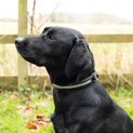 Benji &amp; Flo Dazzling Diamante Dog Collar Black additional 2